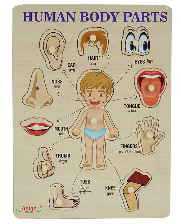 Portable Wooden Human Body Parts Puzzle For Kids Pack of 1 (Multicolor)